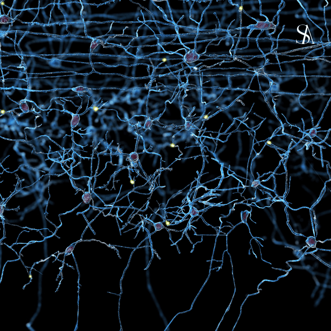 Neurocosmetics in Skincare: The Skin-Brain Connection